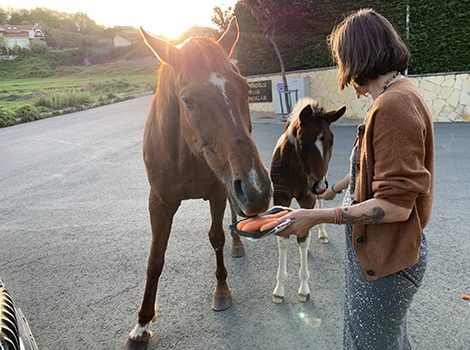 Animal Seva 2-min